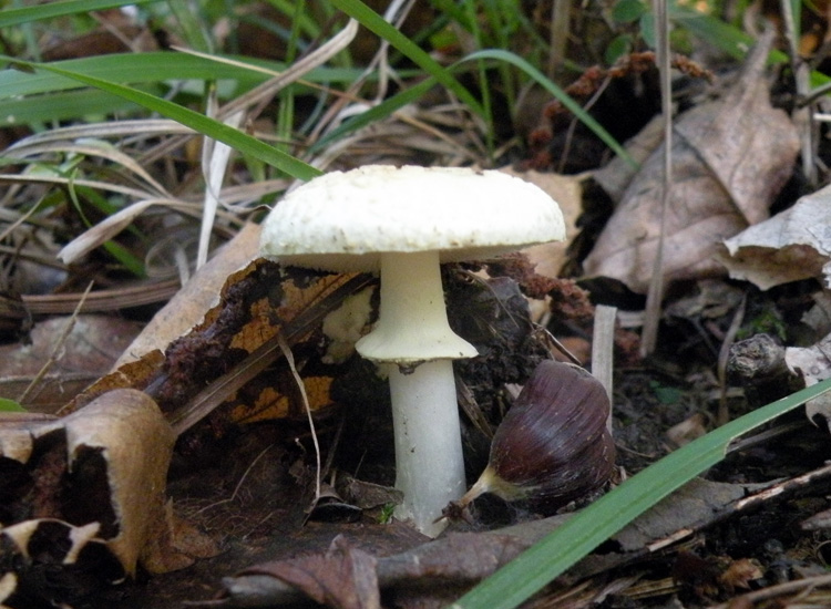 Amanita con loro spore